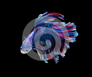 Red and blue siamese fighting fish, betta fish isolated on black