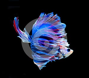 Red and blue siamese fighting fish, betta fish isolated on black