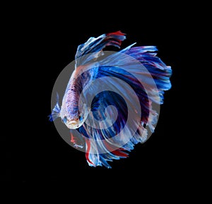 Red and blue siamese fighting fish, betta fish isolated on black