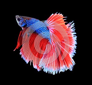 Red and blue siamese fighting fish, betta fish isolated on black