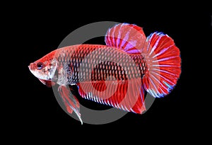 Red and blue siamese fighting fish, betta fish isolated on black