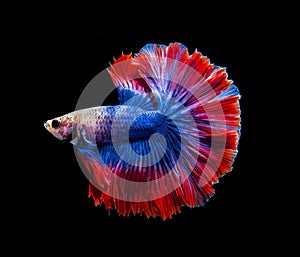 Red and blue siamese fighting fish, betta fish isolated on Black background.Crowntail Betta in Thailand