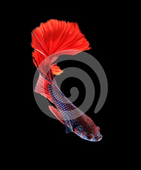 Red and blue siamese fighting fish halfmoon, betta fish isolate