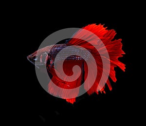 Red blue siamese fighting fish halfmoon , betta fish isolated on