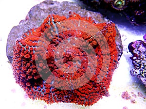 Red & Blue St.Thomas Rhodactis Mushroom soft coral photo