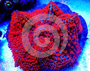 Red & Blue St.Thomas Rhodactis Mushroom soft coral photo