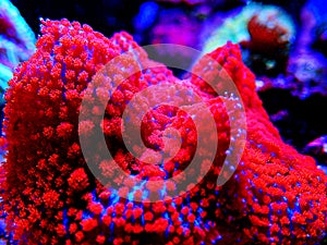 Red & Blue St.Thomas Rhodactis Mushroom soft coral photo
