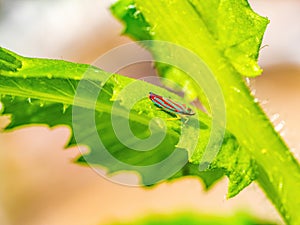 Red and blue striped leafhopper