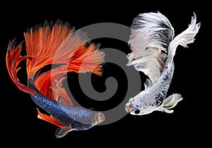 Red blue and white Siamese Fighting fish, Two Fancy Halfmoon Betta, The moving moment beautiful of betta fish in Thailand. Betta