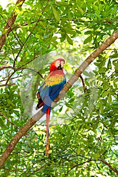 Red, blue, yellow ara parrot outdoor