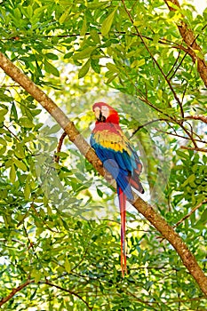 Red, blue, yellow ara parrot outdoor. save envriromental