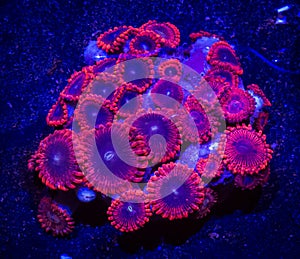 Red and Blue Zoanthid Coral