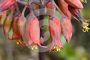 Red bluebells