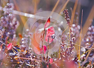 Red blueberry leaves