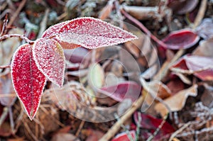 Red blueberry leaves in the snow, frost in gardening. Bush branch in hoarfrost. selective focus