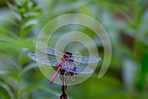 Red-Bodied Dragonfly Alight on Weed