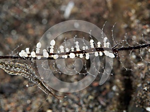 Red body eubranchus