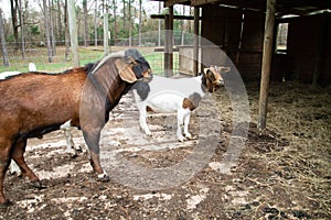 Red Boer Billy Goat and Nanny Goat