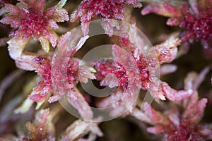 Red Bog Moss or Sphagnum capillifolium