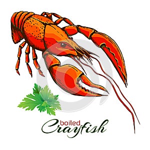 red boiled crayfish. One boiled lobster with bunch of parsley isolated on white. Hand drawn vector vintage illustration of