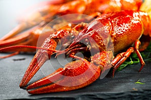 Red boiled crayfish on stone slate. Crawfish closeup photo