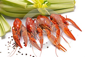 Red boiled crayfish on the white background. Copy space, card