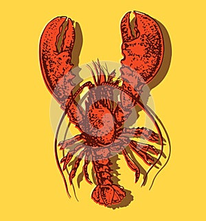 Red boiled lobster. Vector illustration on color background. Seafood