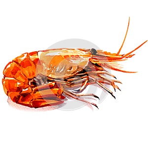 Red boiled prawn, cooked tiger shrimp, seafood ingredient, isolated, watercolor illustration on white