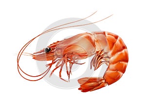 Red boiled prawn or tiger shrimp isolated on white background