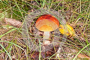 Red boletus in its natural environment