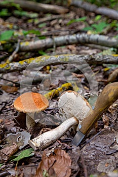 Red boletus mushroom in the wild. Red boletus mushroom grows on the aspen forest floor at autumn season