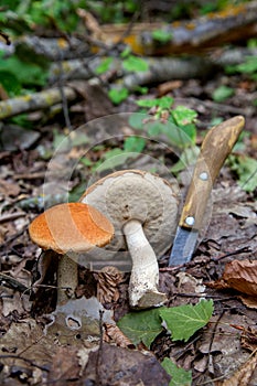 Red boletus mushroom in the wild. Red boletus mushroom grows on the aspen forest floor at autumn season