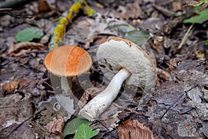 Red boletus mushroom in the wild. Red boletus mushroom grows on the aspen forest floor at autumn season