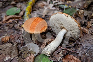 Red boletus mushroom in the wild. Red boletus mushroom grows on the aspen forest floor at autumn season