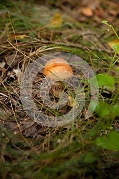 Red boletus mushroom in the wild. Red boletus mushroom grows on the forest floor at autumn season