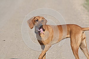 Red bone coon hound