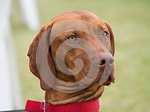 Red bone coonhound