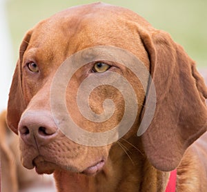 Red bone coonhound