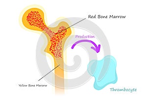 Red bone marrow thrombocyte platelete production. Diagram showing bone marrow and blood cell photo