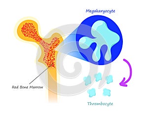 Red bone marrow thrombocyte production. illustration of the platelets synthesis from megakaryocyte