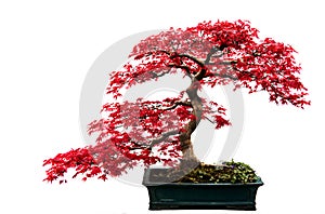 Red Bonsai Tree photo