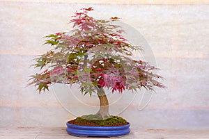 Red bonsai tree