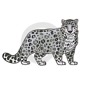 Red book snow leopard color vector character side view