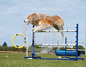 Red Border Collie