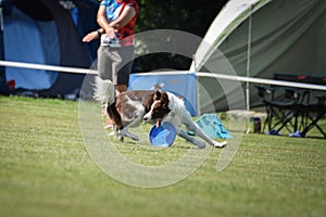 Red border collie is cathing frisbee on competition.