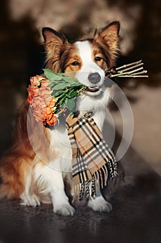 Red Border Collie dog holding a bouquet of flowers