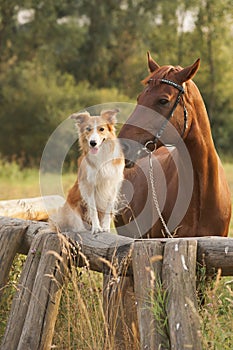 Red border collie dog and horse