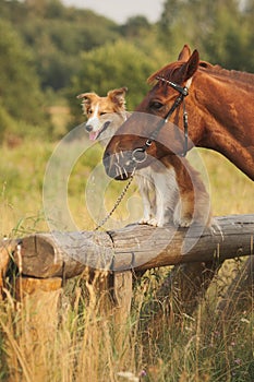 Red border collie dog and horse