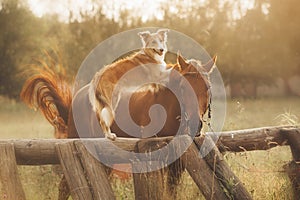 Red border collie dog and horse