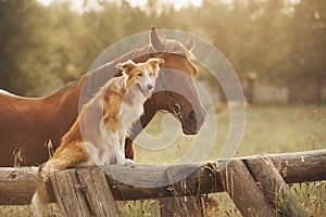 Red border collie dog and horse photo